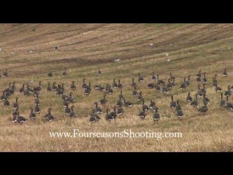 How To Decoy Greylag Geese - Goose Shooting In Scotland With Orkney Goose Shooting Holidays 2014/15