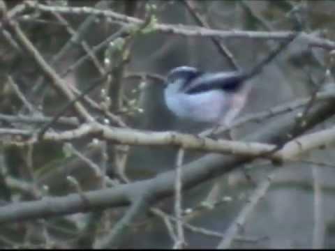 Long-tailed Tit, Moniave, Scotland