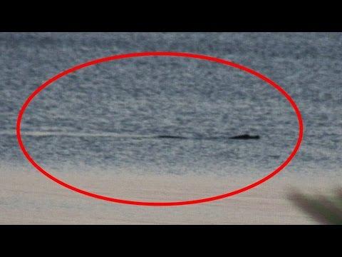 THE BEST AND LAST NESSIE VIDEO - THE LOCH NESS MONSTER
