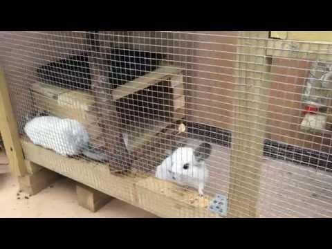 Chinchillas