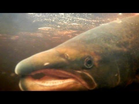 Royal Salmon Fishing On The Thurso, Scotland