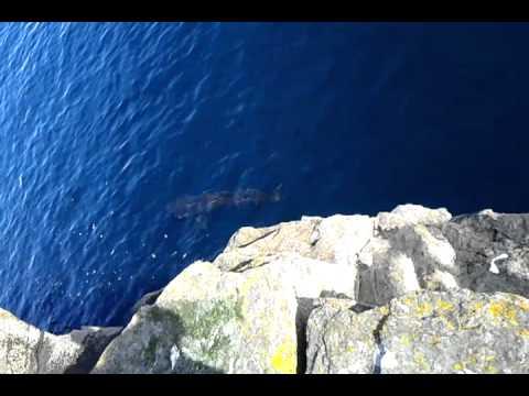 Basking Shark, Wick, Scotland.