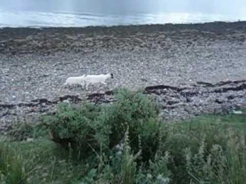 Goats Of Ardgour, Scotland