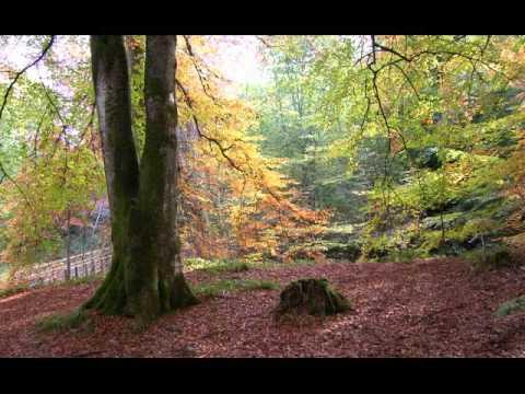 Birks Of Aberfeldy Perthshire Scotland