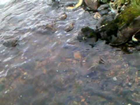 Fishing On The Isle Of Harris For Wild Brownies