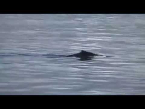 Nessie Footage Final Proof!