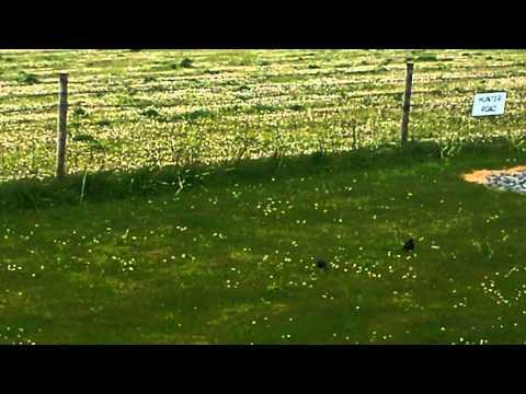 Starlings In Benbecula In The Outer Hebrides