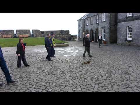 Ducklings At Stirling Castle