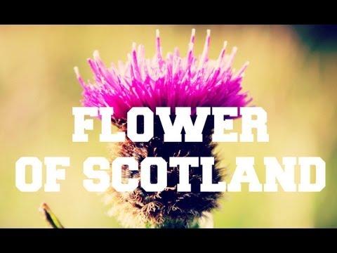 ♫ Scottish Music - Flower Of Scotland ♫