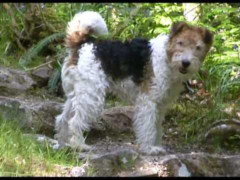 Ben Fox Terrier In Argyll, Scotland 2008 Hi-res