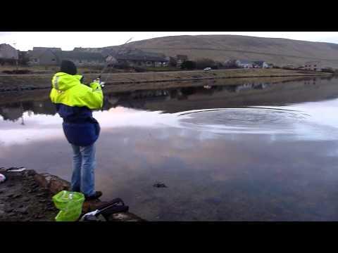 Shetland Shore Cod