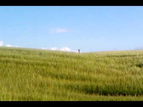 A Deer Skips Through A Field In Balfron - By My Baboo's Husband