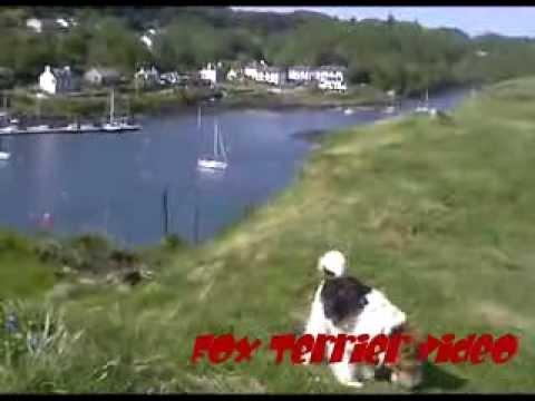 Ben Fox Terrier In Argyll, Scotland 2008 Hi-res