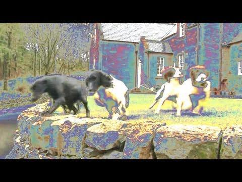 Fieldsports Britain - Drumlanrig Castle Dogs And The Search For Pigeons, Rabbits And Deer