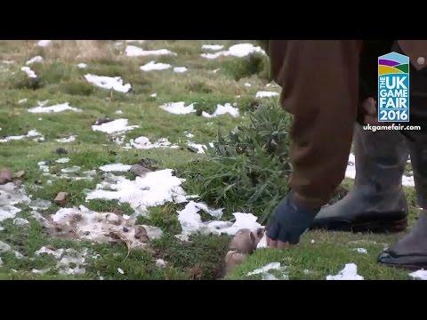 Rabbit Shooting Mania: Frantic Ferreting In The Scottish Borders