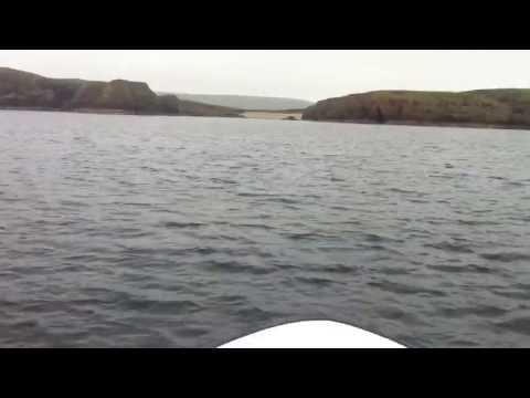 Common Dolphins Off Yell, Shetland