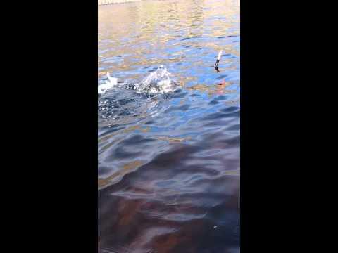 Pike Fishing On Loch Katrine