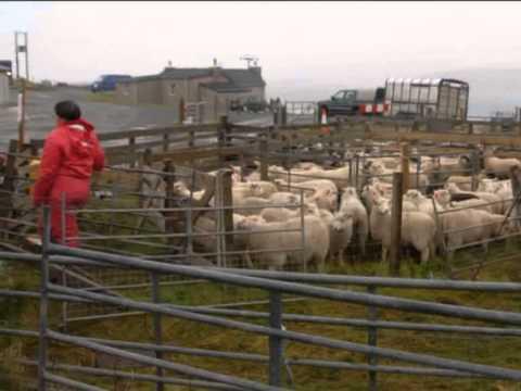 Images From Yell In The Shetland Isles