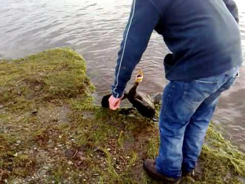 Hooked On Nector - Cormorant Fishing On Loch Venacher Part Two