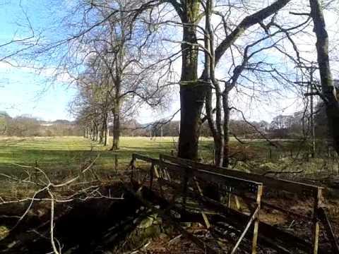 Bedford Bambi  ..hiding.. Old Rustick Bridge River  Endrick Balfron Stirlingshire