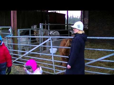 Feeding Alpacas In Balfron