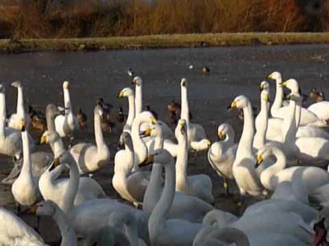 Whoopers And Barnacles At Caerlaverock