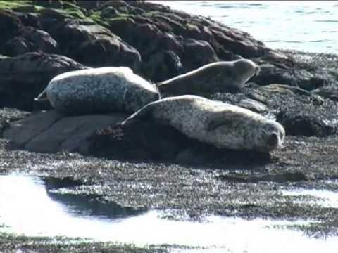 A Gaelic Journey (English Version): Benbecula To Ranafast