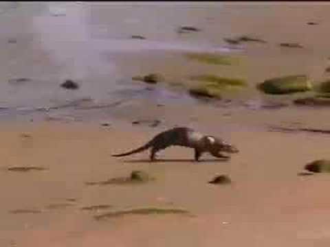 Male Otter In Mid Yell Shetland