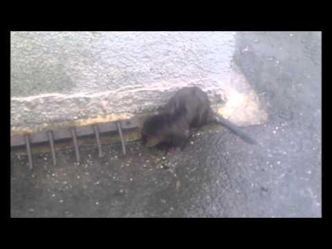 Otter At Mid Yell, Shetland