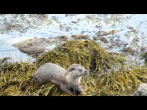 Otter Watching In Yell, Shetland Islands