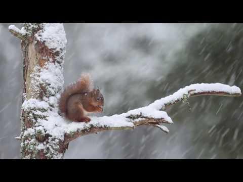 Squirrel – (c) SCOTLAND The Big Picture