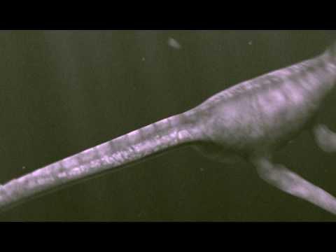 3D Reel Nessie Loch Ness Lake Monster Plesiosaurus